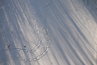 turtle and bird tracks