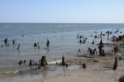 stump graveyard