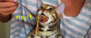 /cat/box